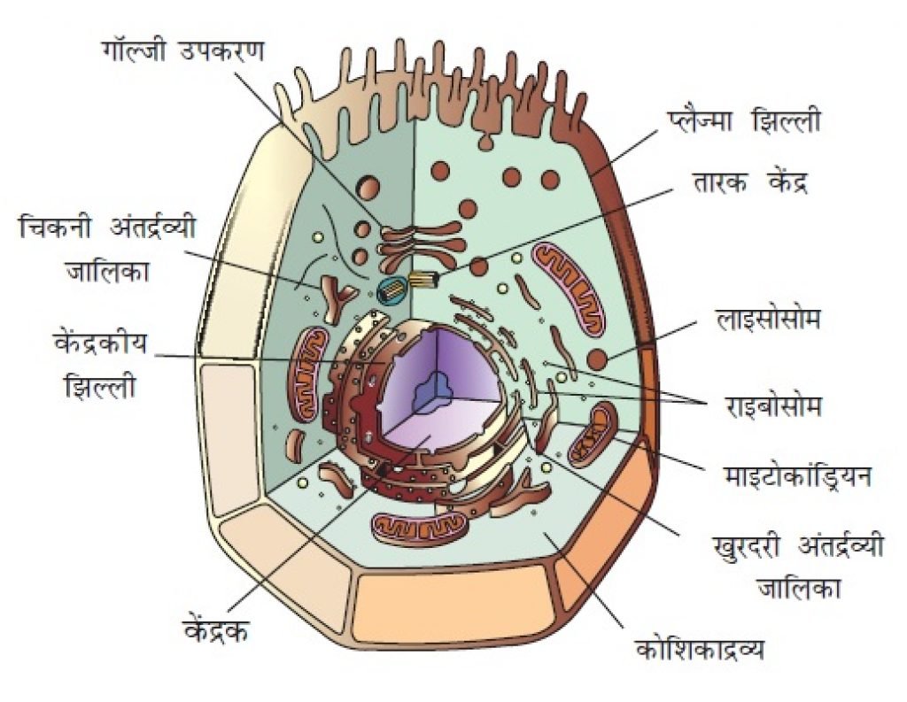 मानव कोशिका के विभिन्न अंगों