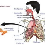 श्वसन प्रणाली