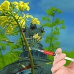 New Rules for Genetic Engineering Appraisal Committee (GEAC)