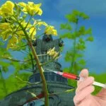 New Rules for Genetic Engineering Appraisal Committee (GEAC)